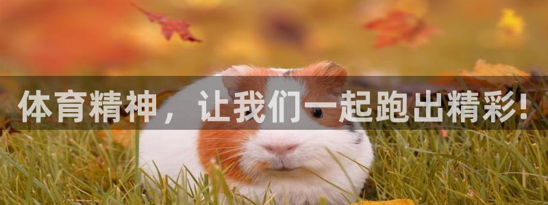 必发官方正版app娱乐是那个系列的台子